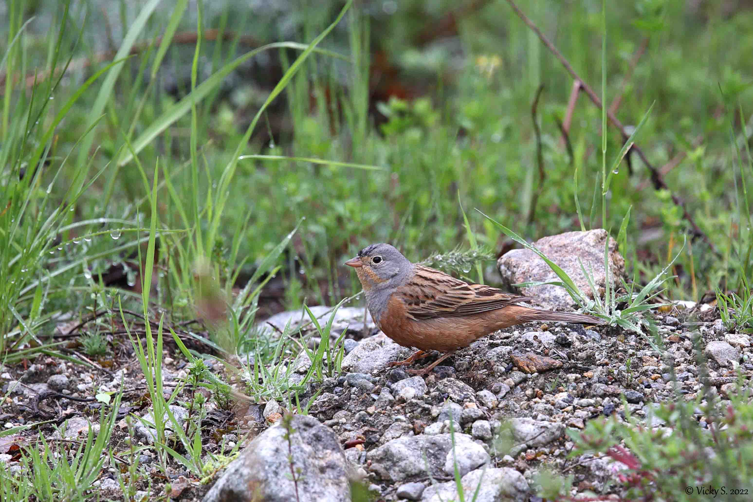 Ortolano grigio (Emberiza caesia), maschio